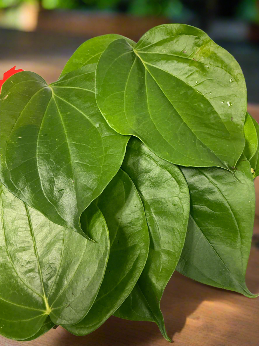 3ct Fresh Special Leaf